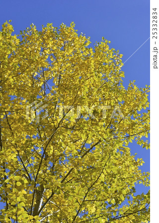 青空とポプラ 25332834