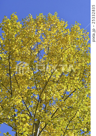 青空とポプラ 25332835
