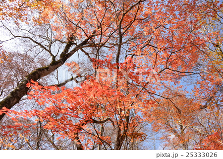 紅葉した樹木の葉 25333026
