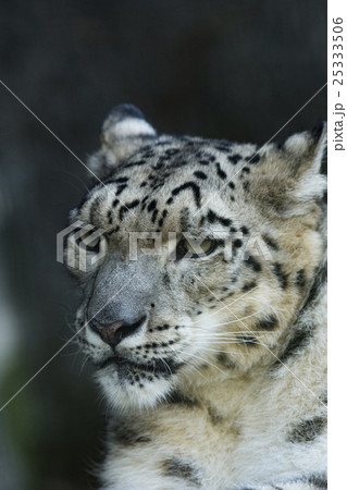 ユキヒョウ ユキヒョウ 25333506