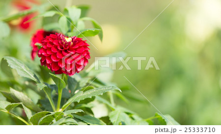 ダリア 25333710