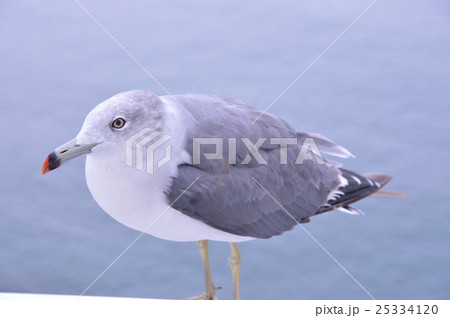 ウミネコ ウミネコ 25334120