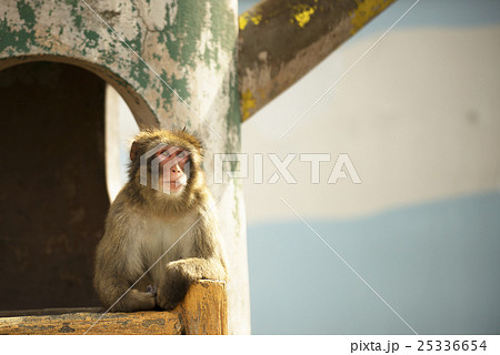 黄昏る日本猿 黄昏る日本猿 25336654