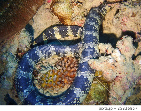 エラブウミヘビ エラブウミヘビ 25336857