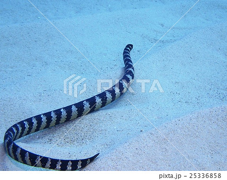 エラブウミヘビ エラブウミヘビ 25336858