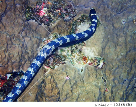 エラブウミヘビ 25336868