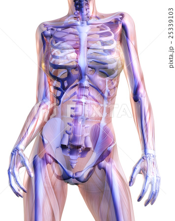 選択した画像 解剖 学 イラスト イラスト 解剖 学 おすすめ