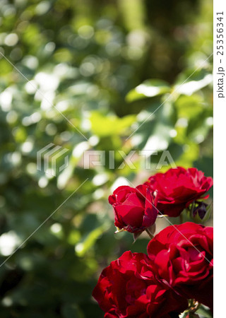 バラ園（品種:フロリバンダローズ ニューデイリーメール） 25356341