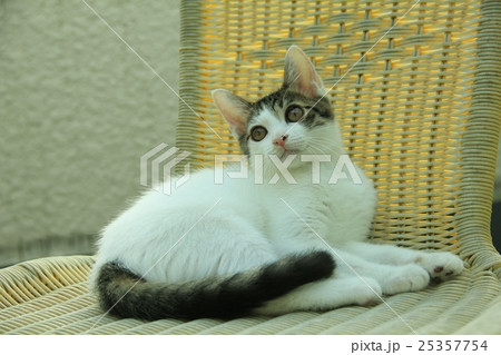 小猫 25357754