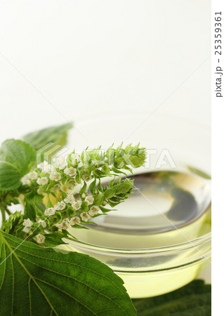 エゴマの花とエゴマ油の写真素材