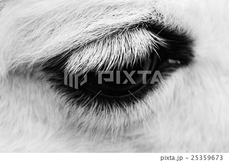 Macro shot of a horse eye. 25359673