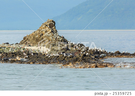 Pusa is a genus of earless seals. Pusa is a genus of earless seals. 25359725