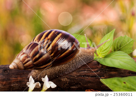 gastropod on wooden natural background gastropod on wooden natural background 25360011