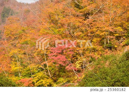 彩りの山 25360182