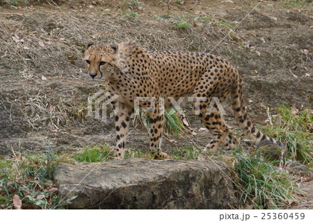 チーター　古い和名が狩猟豹だそうです。 25360459
