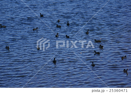 大鷭オオバン　 25360471