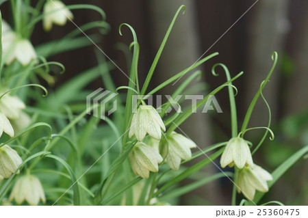 編笠百合　貝母（ばいも）　花言葉は「才能」 25360475