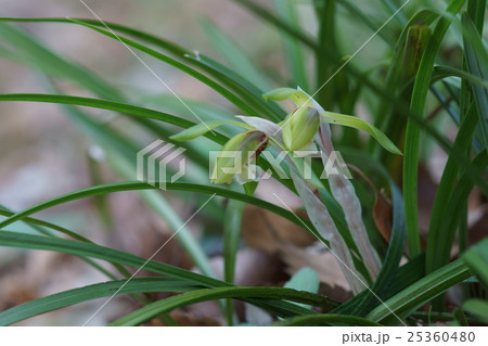 春蘭　シュンラン　花言葉は「気品」 25360480