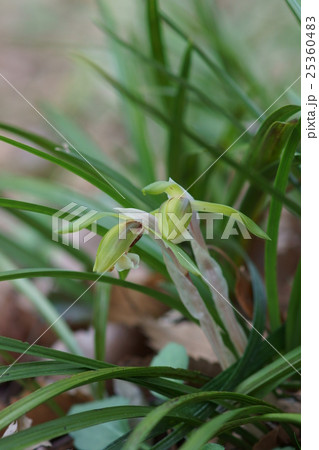 春蘭　シュンラン　花言葉は「気品」 25360483