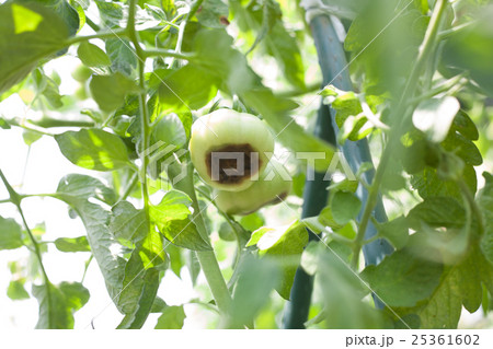 トマトの尻腐れ 25361602