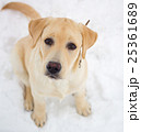 labrador retriever on a winter walk 25361689