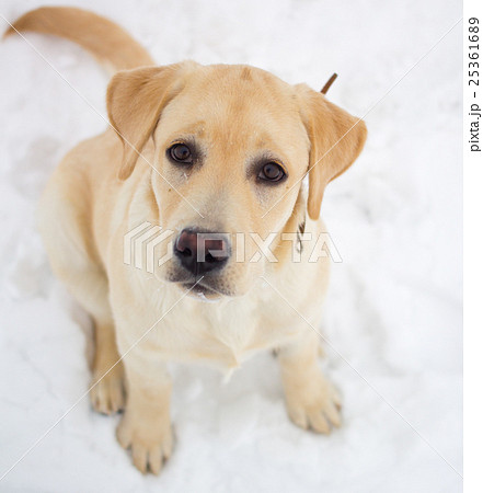 labrador retriever on a winter walk labrador retriever on a winter walk 25361689