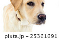 labrador retriever on a white background 25361691