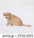 labrador retriever on a winter walk 25361693