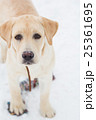 labrador retriever on a winter walk 25361695