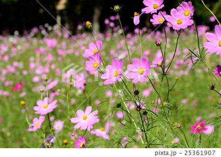 とよのコスモスの里２　　2016 25361907