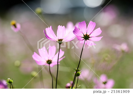 とよのコスモスの里４　　2016 25361909