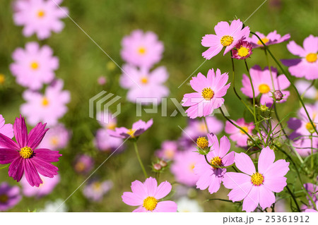 とよのコスモスの里６　　2016 25361912