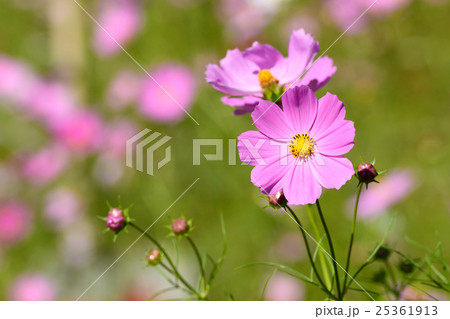 とよのコスモスの里７　　2016 25361913