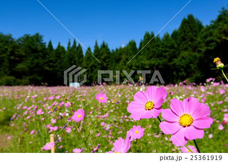 とよのコスモスの里１３　　2016 25361919