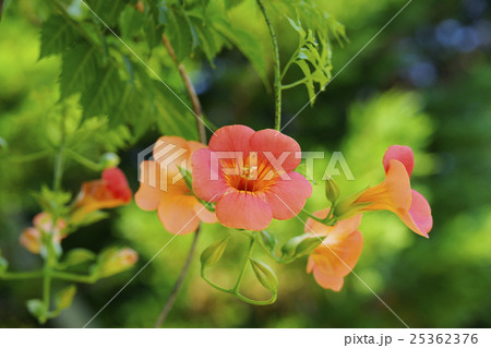 ノウゼンカズラ 25362376