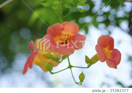ノウゼンカズラ 25362377