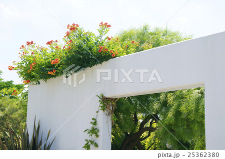 ノウゼンカズラ ノウゼンカズラ 25362380