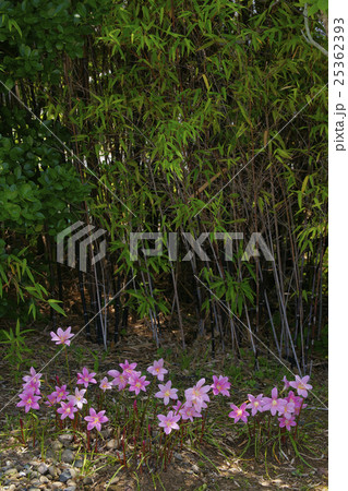 サフランモドキ サフランモドキ 25362393