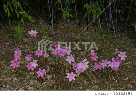 サフランモドキ サフランモドキ 25362395