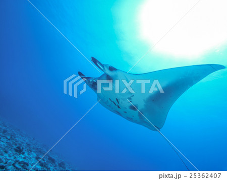 マンタ 25362407