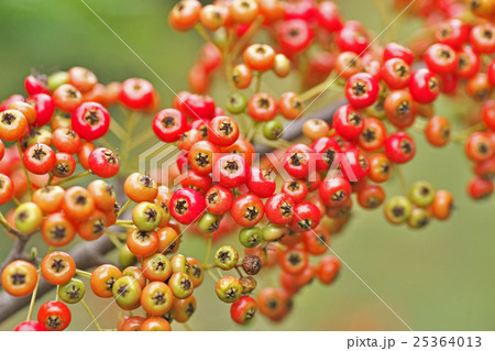 ピラカンサスの色付いた実 ピラカンサスの色付いた実 25364013