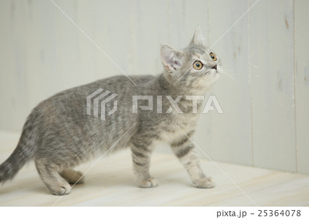 見上げる子猫(ブリティッシュショートヘア) 見上げる子猫(ブリティッシュショートヘア) 25364078