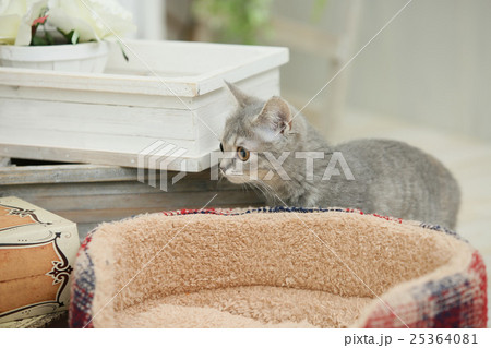子猫（ブリティッシュショートヘア） 25364081
