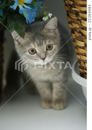 かくれんぼする子猫（ブリティッシュショートヘア） 25364084