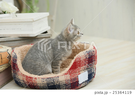 子猫(ブリティッシュショートヘア) 子猫(ブリティッシュショートヘア) 25364119
