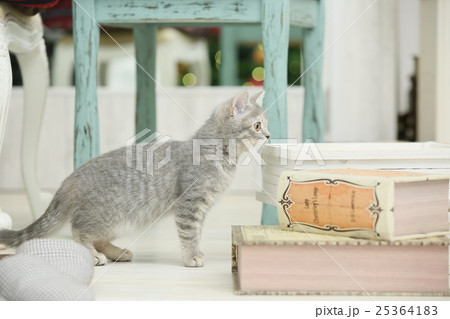 子猫(ブリティッシュショートヘア) 子猫(ブリティッシュショートヘア) 25364183