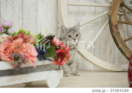 子猫(ブリティッシュショートヘア) 子猫(ブリティッシュショートヘア) 25364189