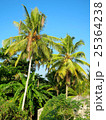 Green palms close to beach in Weligama, Sri Lanka 25364238