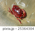 Red tropical crab on wet sand 25364304