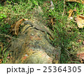 Waran lizard in grass, Sri Lanka 25364305